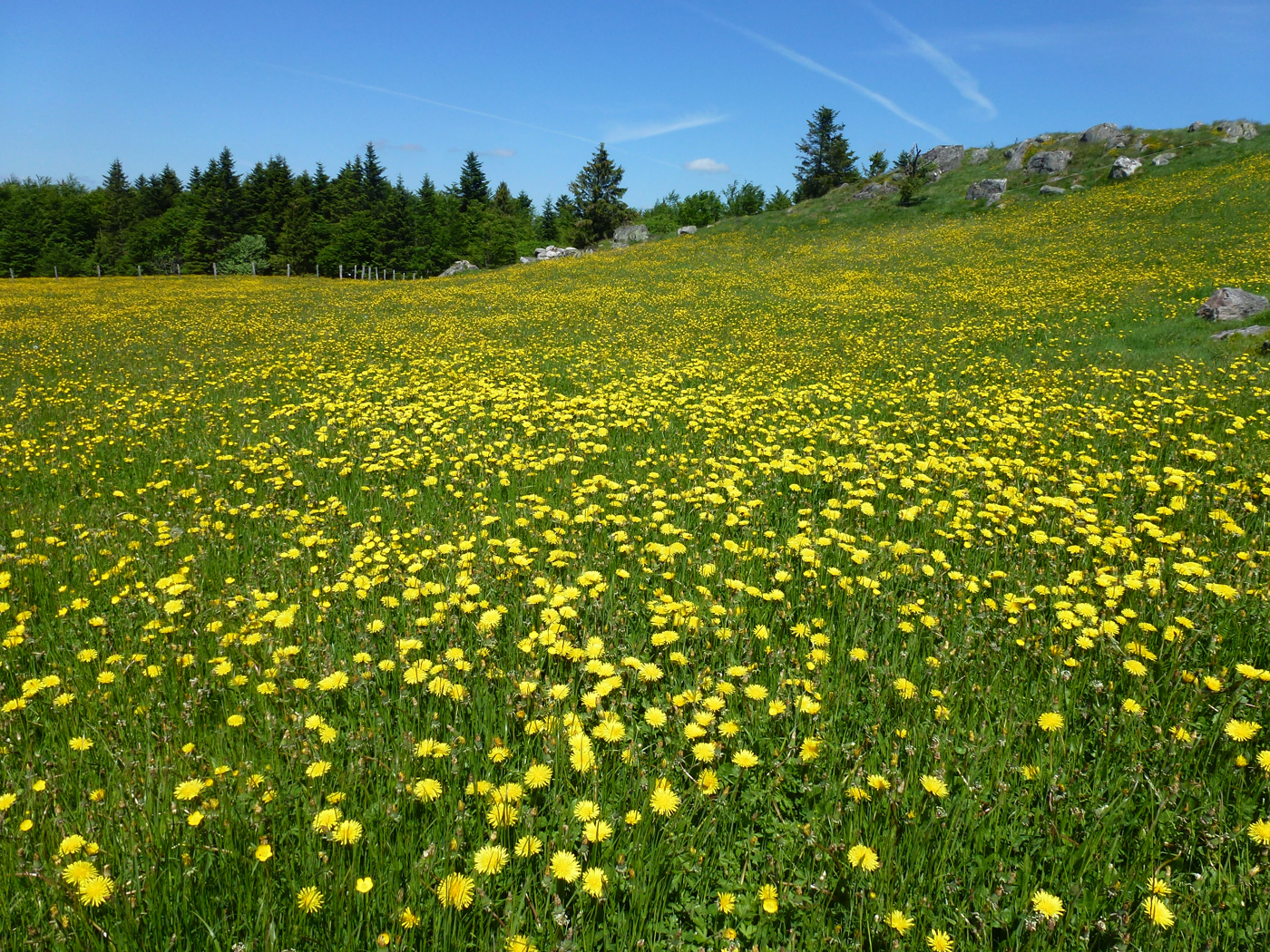  Dandelions 